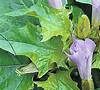 Herbal Uric Acid Inhibitor: Datura metel photo